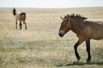 Small wild horses of ancient undomesticated lineage pasturing on a steppe plain
