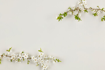 White flowers on a colored table seen from above 