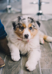 Young Blue Merle Australian Shepherd Dog Puppy