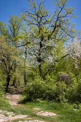 Blooming wild cherry in mountains in the springtime. White flowers on branches among green leaves against the blue sky, stony ground covered with lush grass. Landscapes, travel, hiking, tree blossoms.