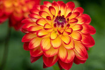 Bright red pink and purple dahlia's blooming in the dutch flower garden in summer, close up and...