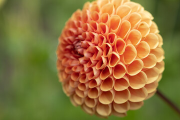 Bright orange dahlia's blooming in the dutch flower garden in summer, close up and macro