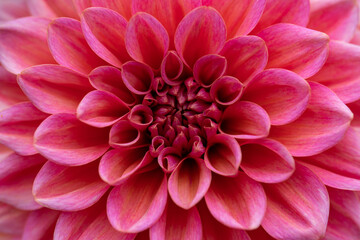 Bright red pink and purple dahlia's blooming in the dutch flower garden in summer, close up and macro
