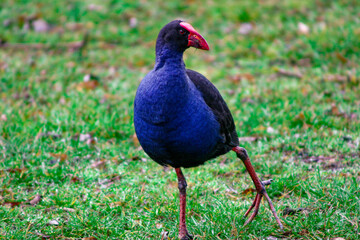 Australian Purple Swamphen strutting around looking for food - Porphyrio porphyrio