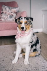 Young Blue Merle Australian Shepherd Dog Puppy