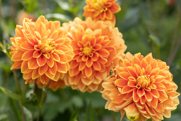 Bright orange dahlia's blooming in the dutch flower garden in summer, close up and macro
