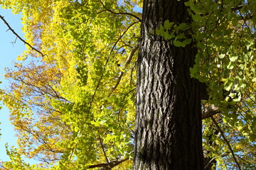 イチョウの黄葉