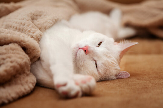 white cat lies under a beige blanket