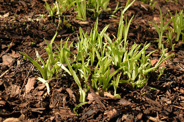 Blumenzwiebeln treiben im Rindenmulch aus