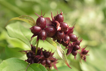 Beeren des Karamellstrauchs - Karamellbeeren - Leycesteria formosa