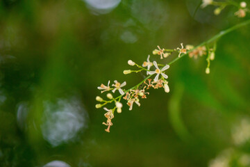 Close up  Indian Margosa Tree small fowers on the tree with green leafy backgroung