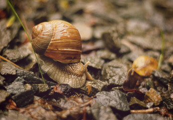 Burgundy snail Helix pomatia