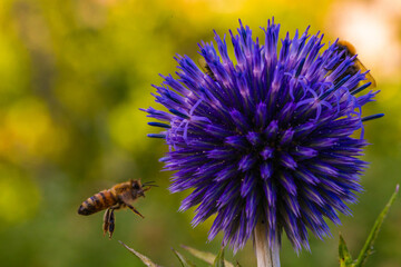 Globe thistle is visited by a bee