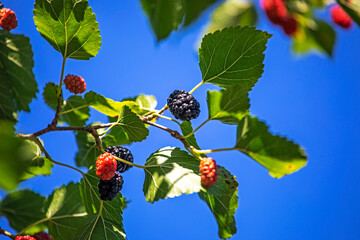 mulberry branch with black and red berries on a sunny day on a blue background, horizontal