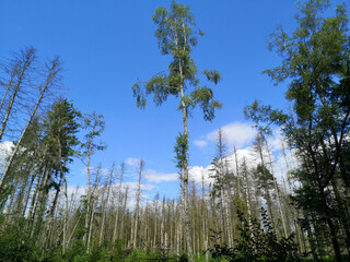Fototapeta premium View into a sunny forest