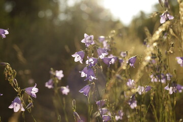 summer Bellflowers meadow Campanula