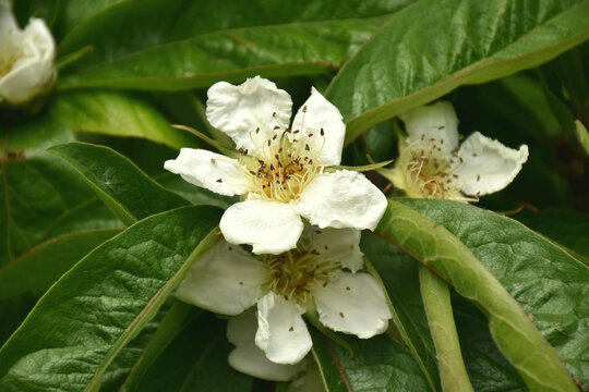 Wildobstbl&uuml;te - Mispeln