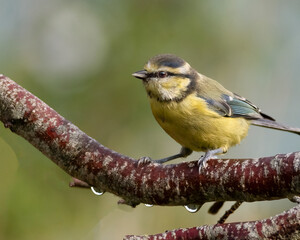 Horizontal photo of young blue tit bird. songbird is perched on branch. animal has black, white, blue and yellow feathers.