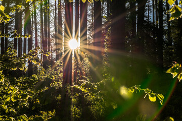 Obraz premium Landscape with sun and forest at sunrise. Sun rays shine through trees making colorful sunbeams.