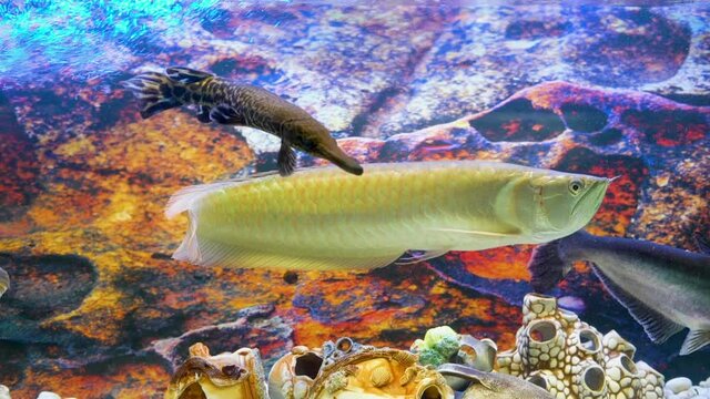 Arowana, pangasius, carapace pike swim in the aquarium