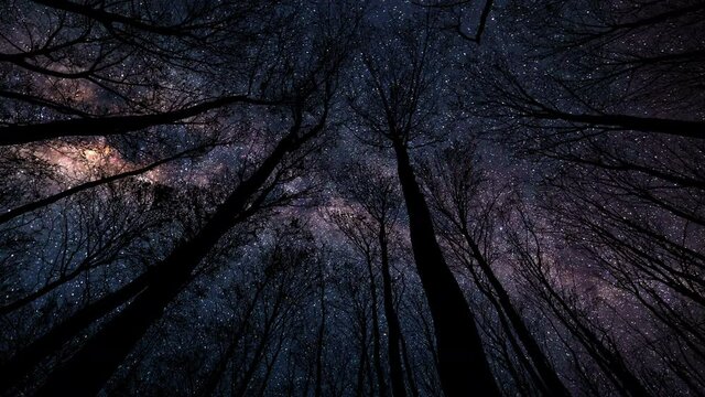 A meteor shower shooting across the clear night sky above a forest silhouette.