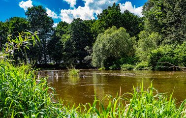 The bend of the river Bobr and the amazing variety of plants - obrazy, fototapety, plakaty