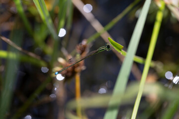 アジアイトトンボ