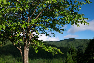 A tree in front of the mountain