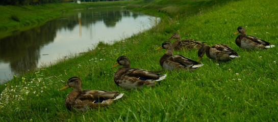 Kaczki nad rzeką © Beata