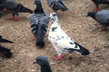 wild, nature, wildlife, birds, pigeons, closeup, natural, bird, beautiful, rock pigeon, dove, feather, pigeon, white dove, wings, white Pigeon,