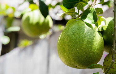 green grapefruit on a tree in the garden