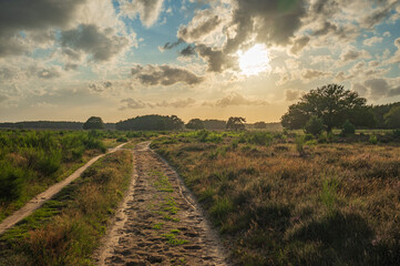 Obraz premium Beautiful golden light during golden hour in the summer at Westerheide in Hilversum, Noord-Holland, The Netherlands, stock photography