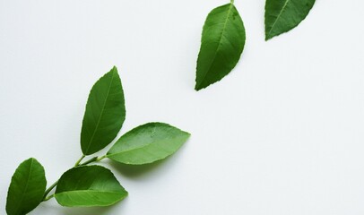 Fototapeta na wymiar 緑の葉　癒し　背景　イメージ
