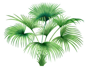 Watercolor painting tree coconut,palm leaf,green leave isolated on white background.Watercolor hand painted illustration tropical exotic leaf for wallpaper vintage Hawaii style pattern. - 449858673