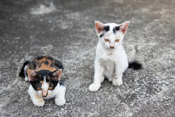 Naklejka na ściany i meble Cute kitten, cute cat. A cat with beautiful eyes and a pet's cheerfulness.
