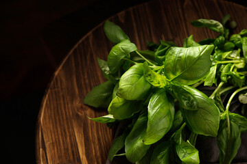 Green basil leaves in back light on a dark background on a wooden table