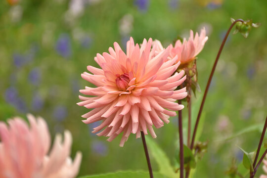 Dahlie in rosa apricot