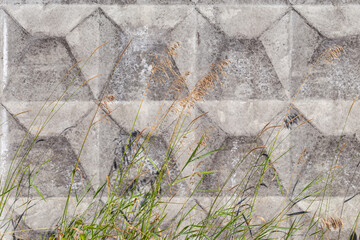 Naklejka premium Dry ears of different wild grass against the concrete fence
