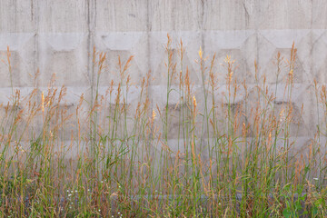 Tall wild grass with ears on background of concrete fence