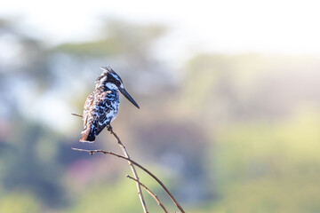 African pied kingfisher, ceryle rudis, watches from a branch at Lake Naivasha, Kenya