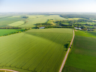Aerial view of the agricultural fields with green unripe crops