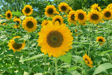 Obraz premium 長居植物園の向日葵