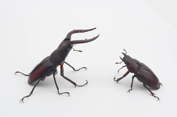 ノコギリクワガタのペア 白背景 (Prosopocoilus inclinatus)