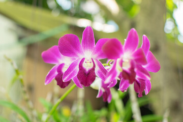 Beautiful orchids blooming in the garden