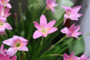 blooming, flower, nature, blossom, pink, background, closeup, natural, floral, bloom, beautiful, flora, color, garden, lily, pink rain lily, petal, plant, rain lily, beauty, cuban zephyr lily