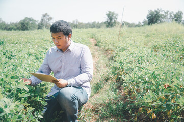 Agronomist inspecting soya bean crops growing in the farm field. Agriculture production concept. young agronomist examines soybean crop on field in summer. Farmer on soybean field