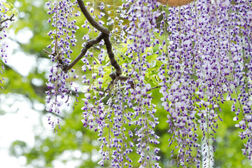 藤の花　埼玉県春日部市　日本