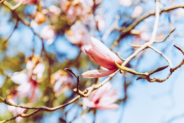 Magnolia and blue sky