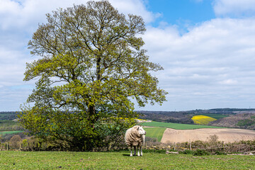 sheep on a meadow