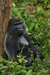 Fototapeta premium Gorilla sitting at a tree in the tropical rain forest